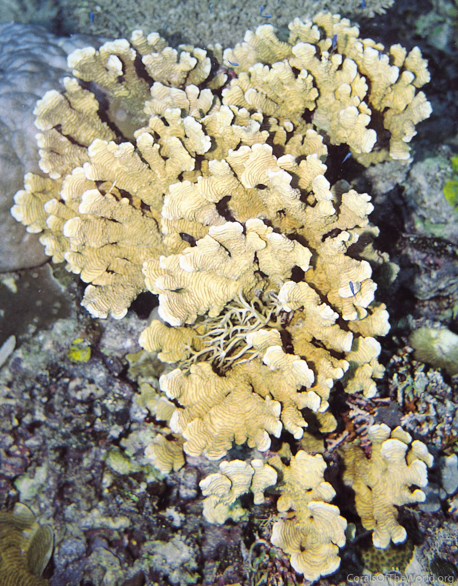 Pachyseris involuta