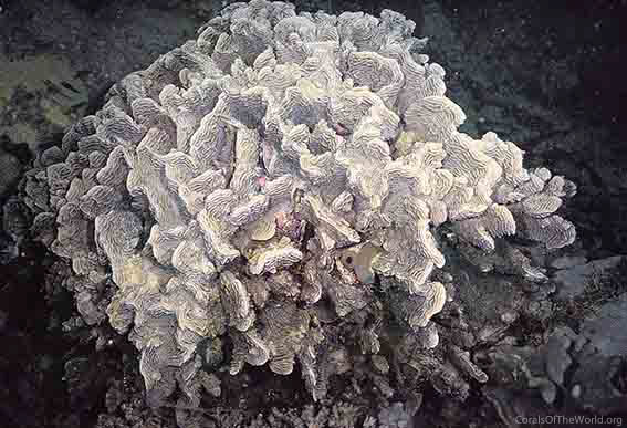 Image from Corals of the World: Pachyseris rugosa