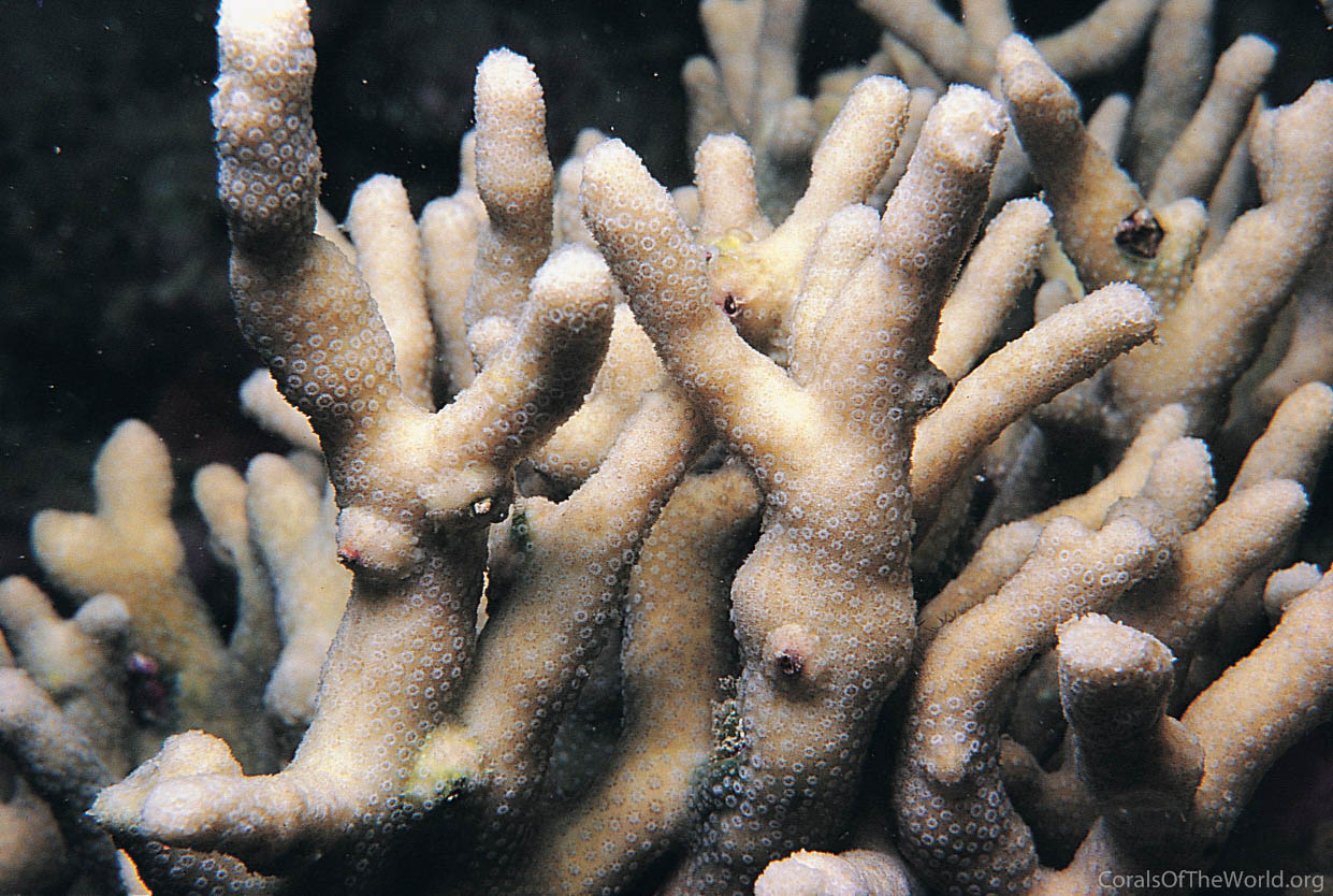 Image from Corals of the World: Palauastrea ramosa