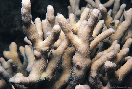 CotW preview: Palauastrea ramosa