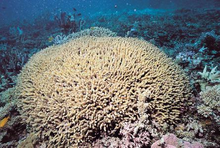 CotW: Palauastrea ramosa