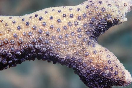 CotW: Palauastrea ramosa