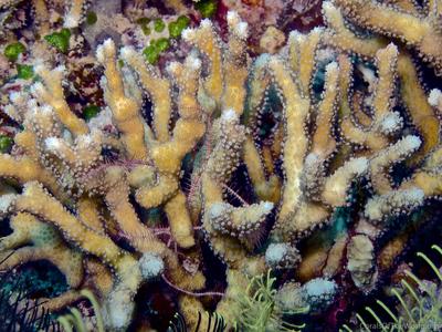 CotW: Palauastrea ramosa