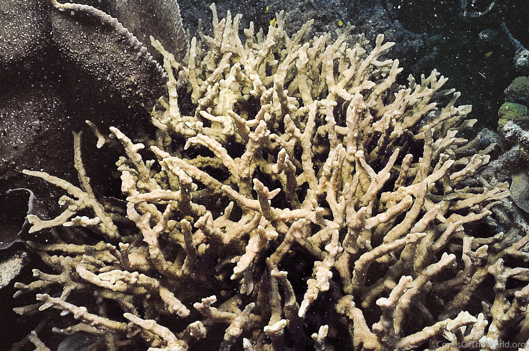 Image from Corals of the World: Paraclavarina triangularis