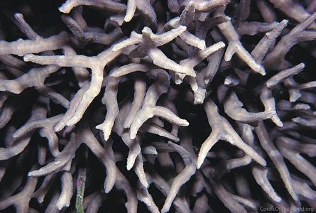 CotW: Paraclavarina triangularis