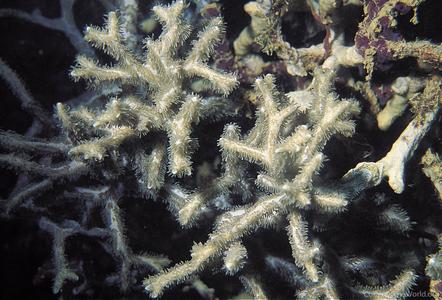 CotW: Paraclavarina triangularis