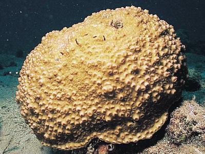 CotW preview: Paramontastraea salebrosa