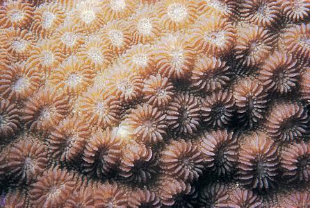 CotW: Paramontastraea salebrosa