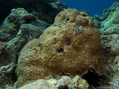CotW: Paramontastraea salebrosa