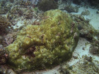 CotW: Paramontastraea salebrosa