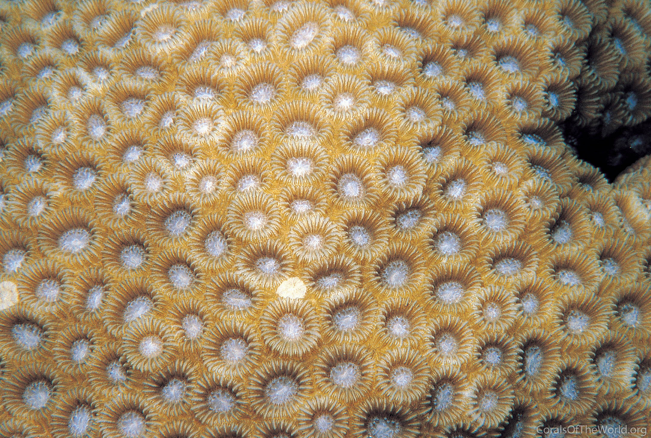 Image from Corals of the World: Paramontastraea serageldini