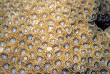 CotW preview: Paramontastraea serageldini