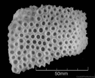 CotW: Paramontastraea serageldini