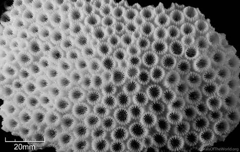 CotW: Paramontastraea serageldini