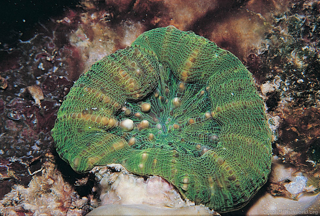 Parascolymia australis