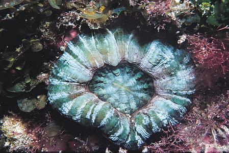 CotW: Parascolymia australis