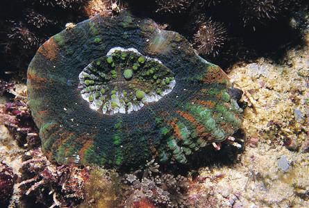 CotW: Parascolymia australis