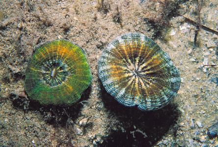 CotW: Parascolymia australis