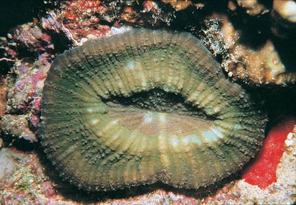 CotW: Parascolymia vitiensis