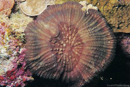 CotW: Parascolymia vitiensis