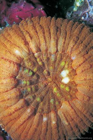 CotW: Parascolymia vitiensis