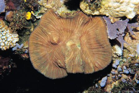 CotW: Parascolymia vitiensis