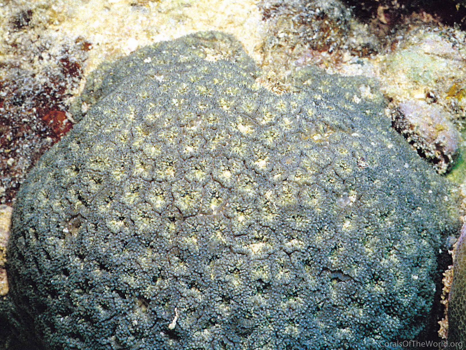 Parasimplastrea omanensis