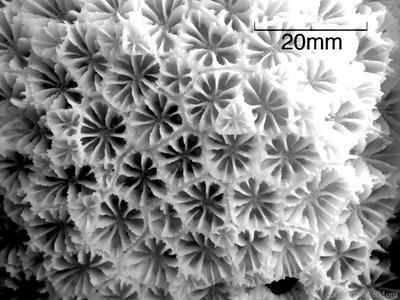 CotW preview: Parasimplastrea omanensis