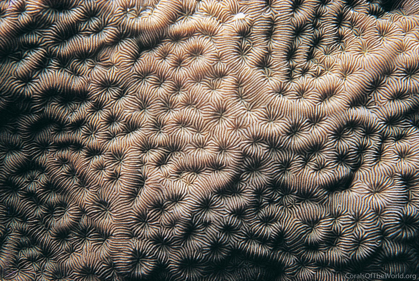 Pavona bipartita