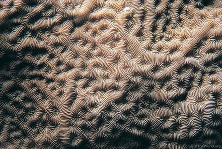 CotW: Pavona bipartita