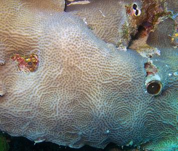 CotW: Pavona bipartita