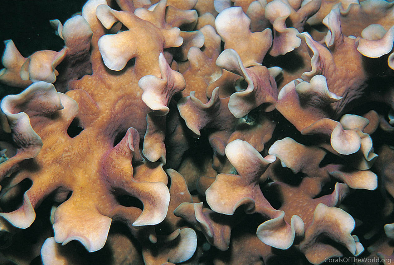 Image from Corals of the World: Pavona cactus