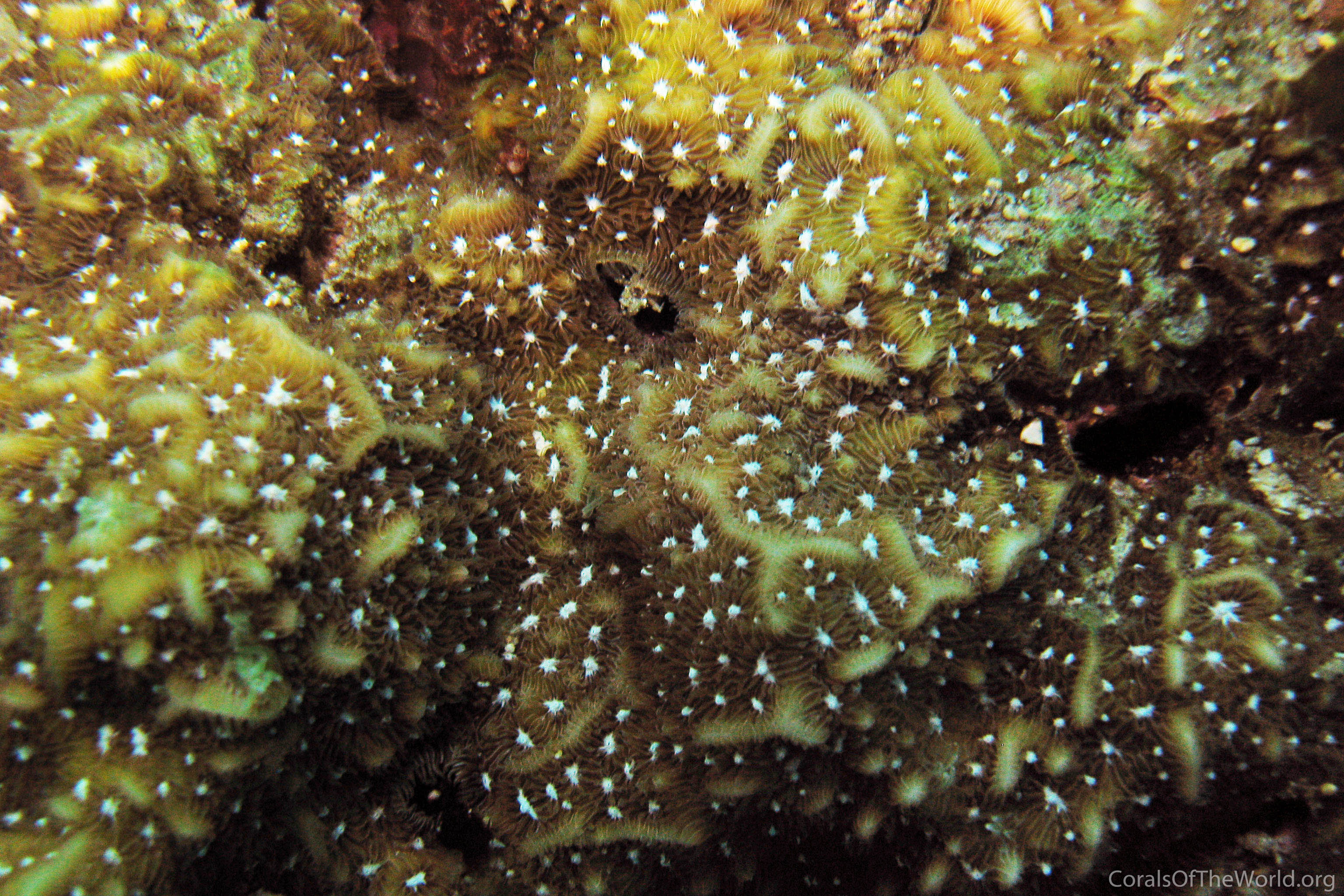 Pavona chiriquiensis