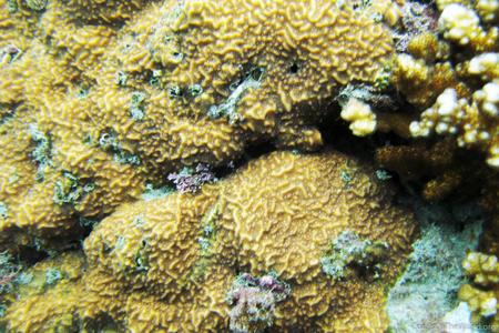 CotW preview: Pavona chiriquiensis