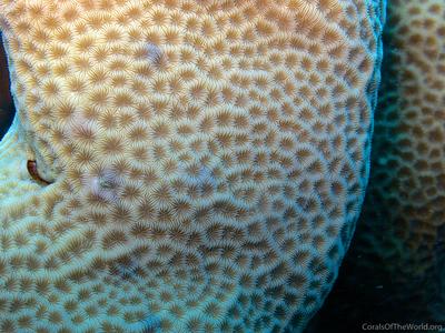CotW: Pavona clavus