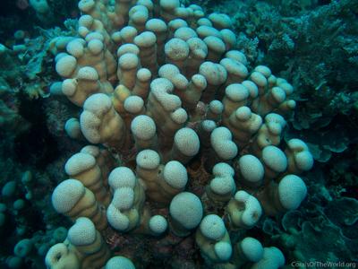 CotW: Pavona clavus