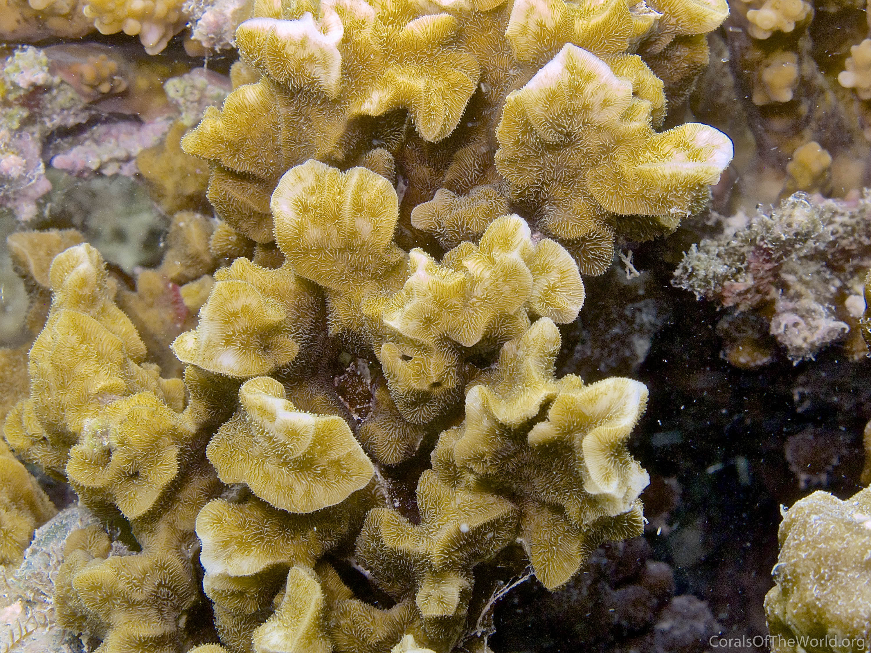 Image from Corals of the World: Pavona danai