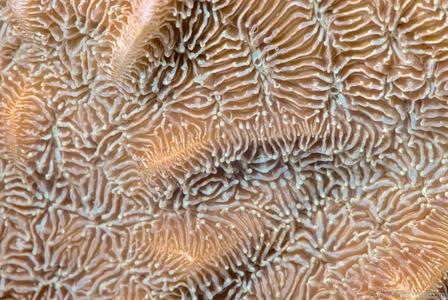 CotW preview: Pavona decussata