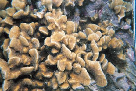 CotW preview: Pavona decussata