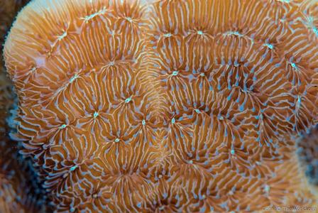 CotW: Pavona decussata