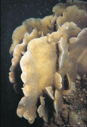 CotW: Pavona decussata