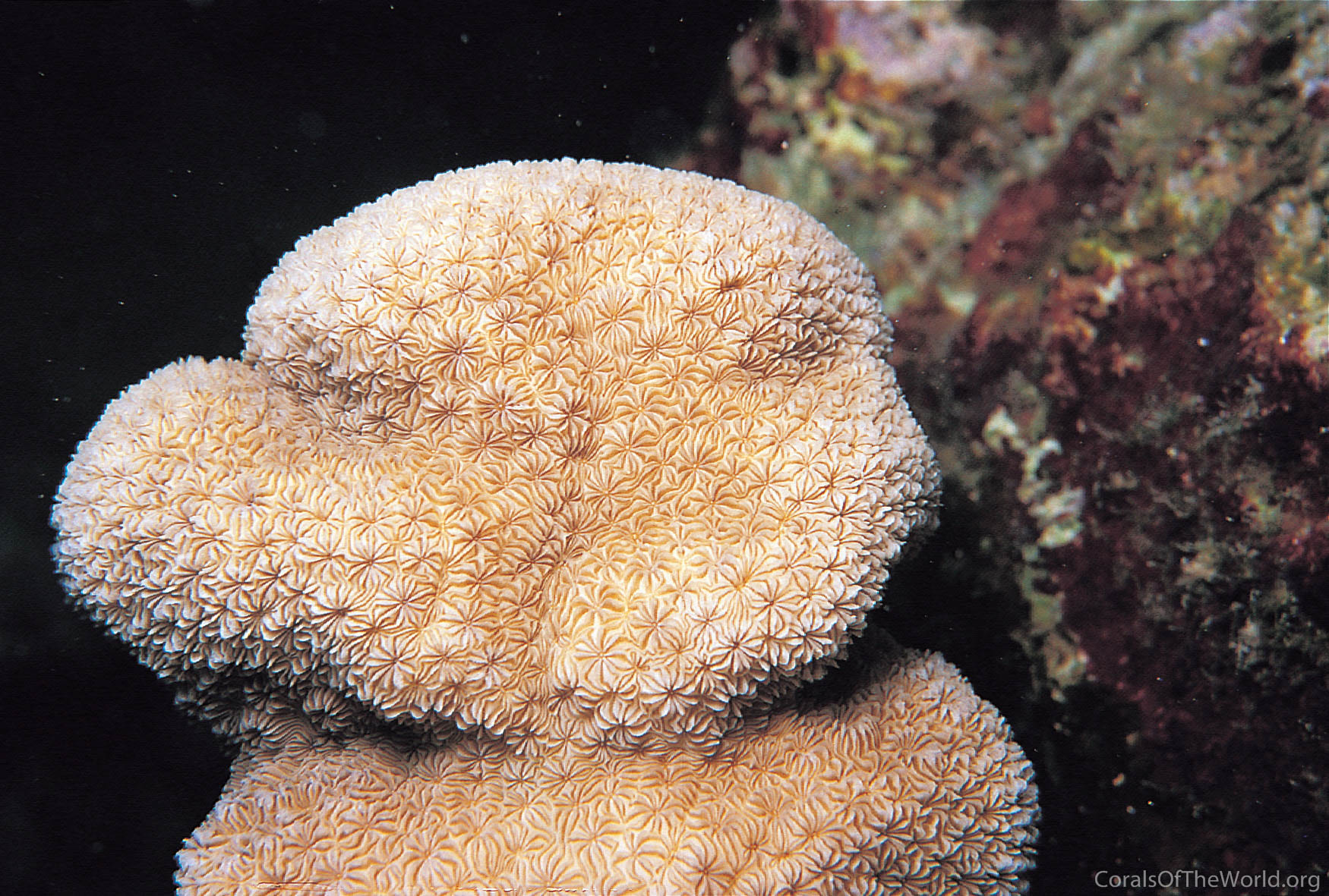 Image from Corals of the World: Pavona diffluens