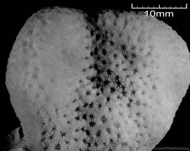 CotW: Pavona diffluens