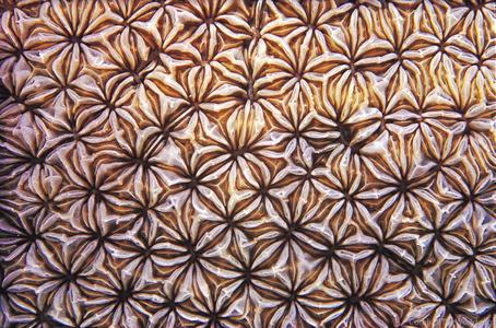 CotW: Pavona duerdeni