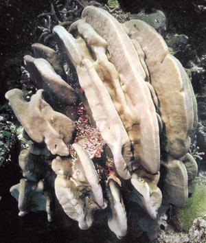 CotW: Pavona duerdeni