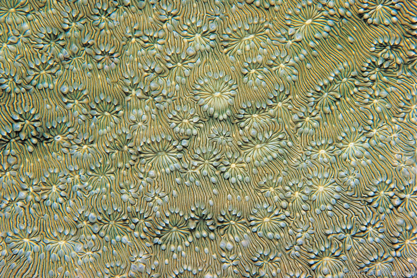 Pavona explanulata