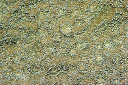 CotW preview: Pavona explanulata