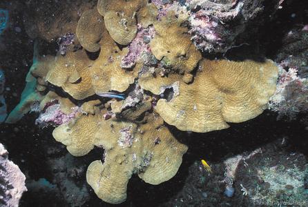 CotW: Pavona explanulata