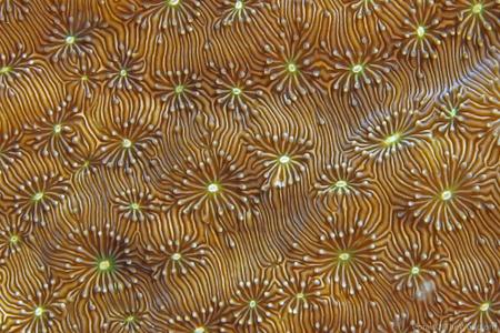 CotW: Pavona explanulata