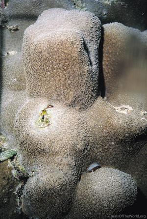 CotW: Pavona explanulata